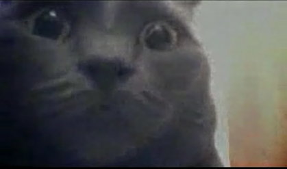 300—Now with Cats!